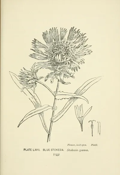 Stokes' aster