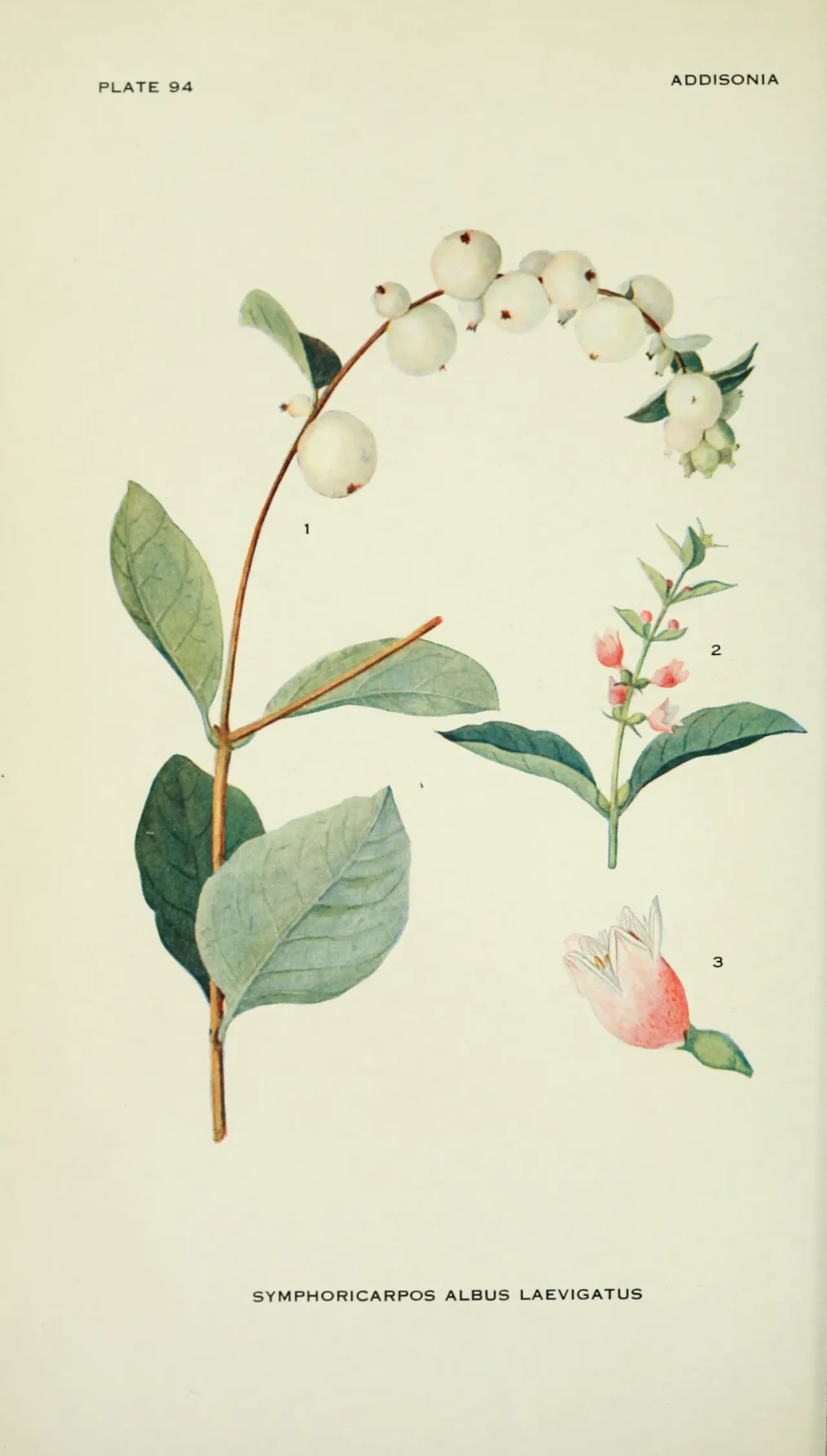 Common Snowberry (Symphoricarpos albus)