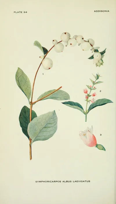 Common Snowberry