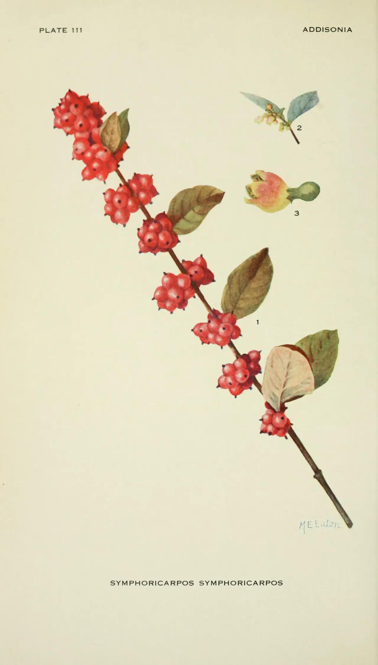 Coralberry (Symphoricarpos orbiculatus)