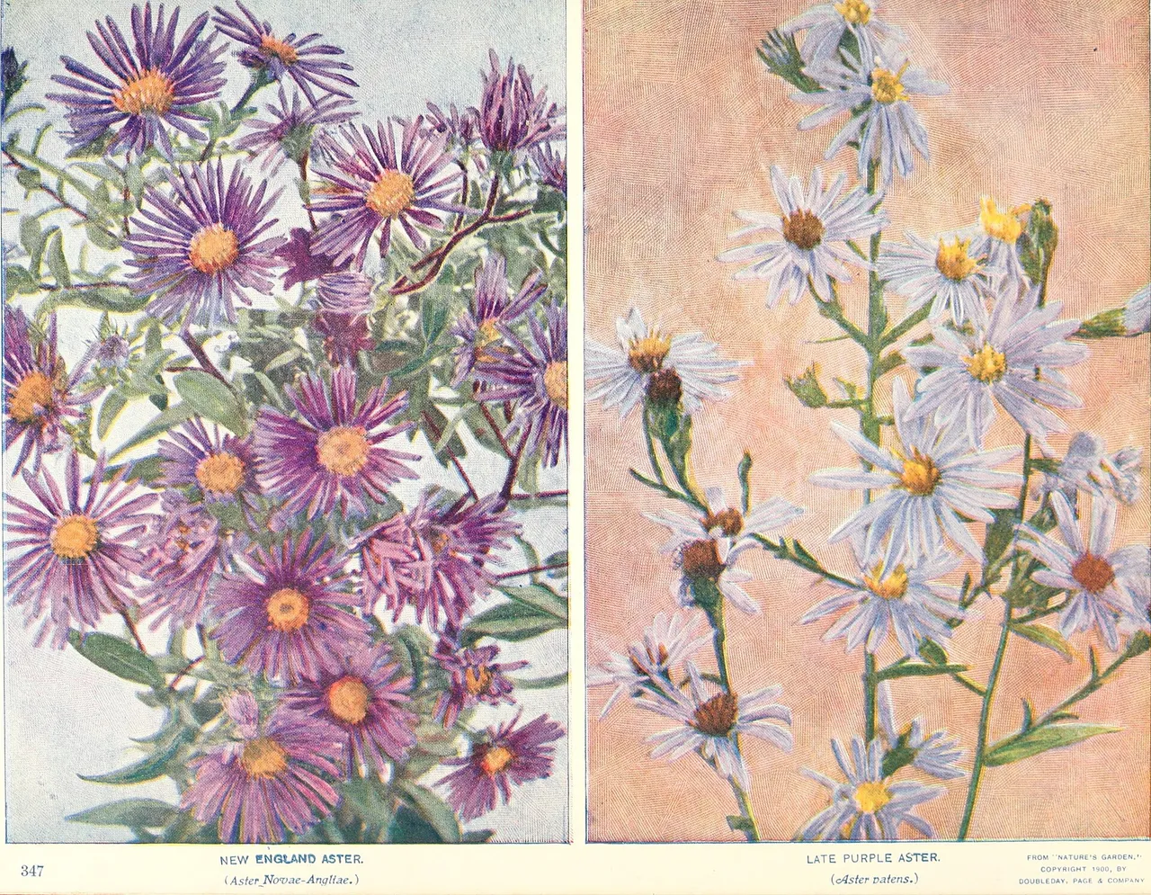 New England aster (Symphyotrichum novae-angliae)