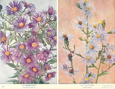 New England aster