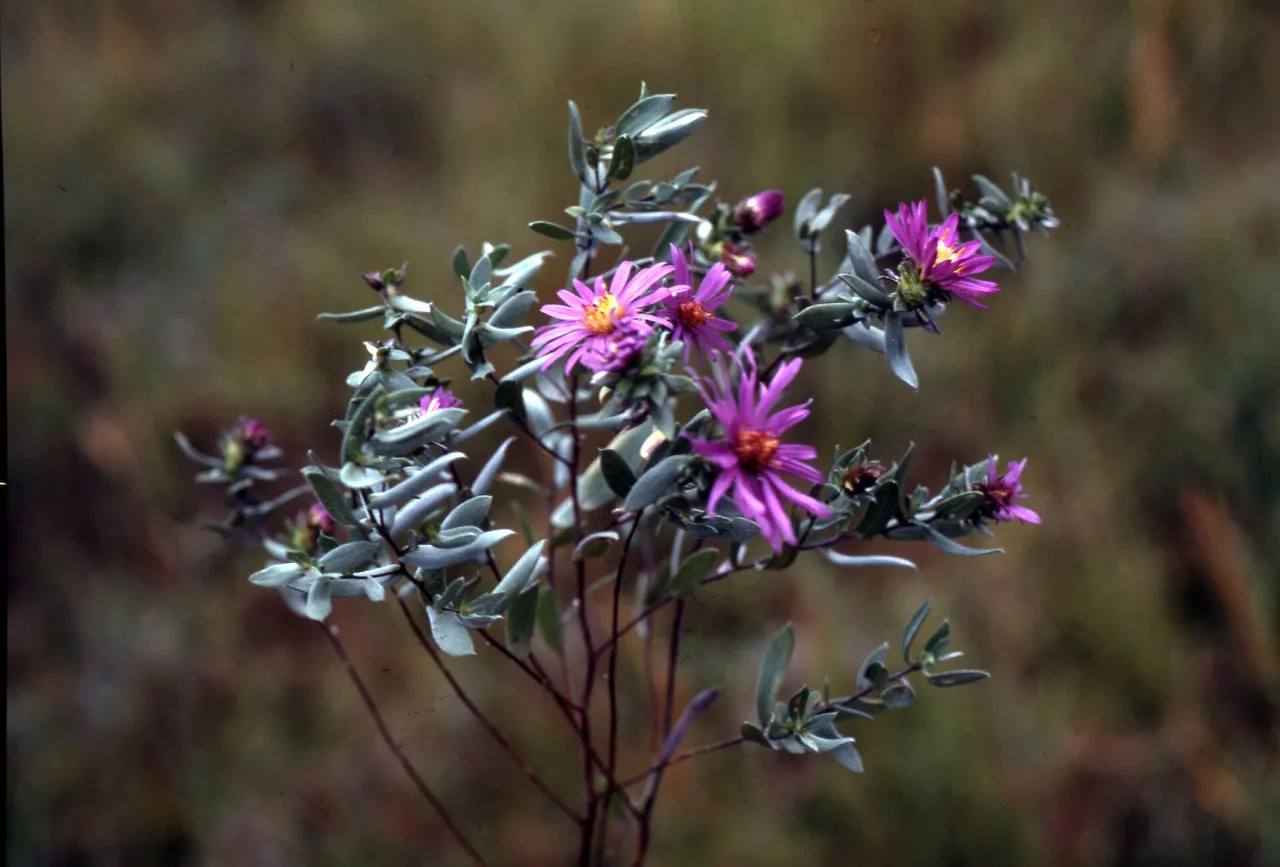 Silky aster (Symphyotrichum sericeum)