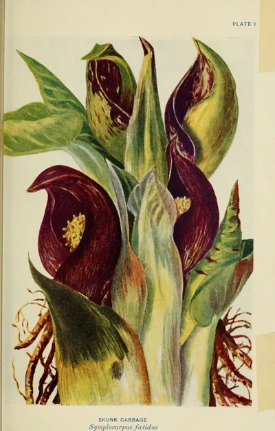 Eastern Skunk Cabbage