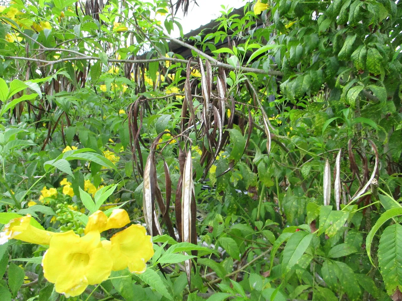 Yellow trumpet flower (Tecoma stans)