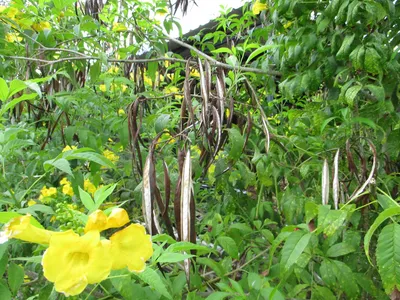 Yellow trumpet flower