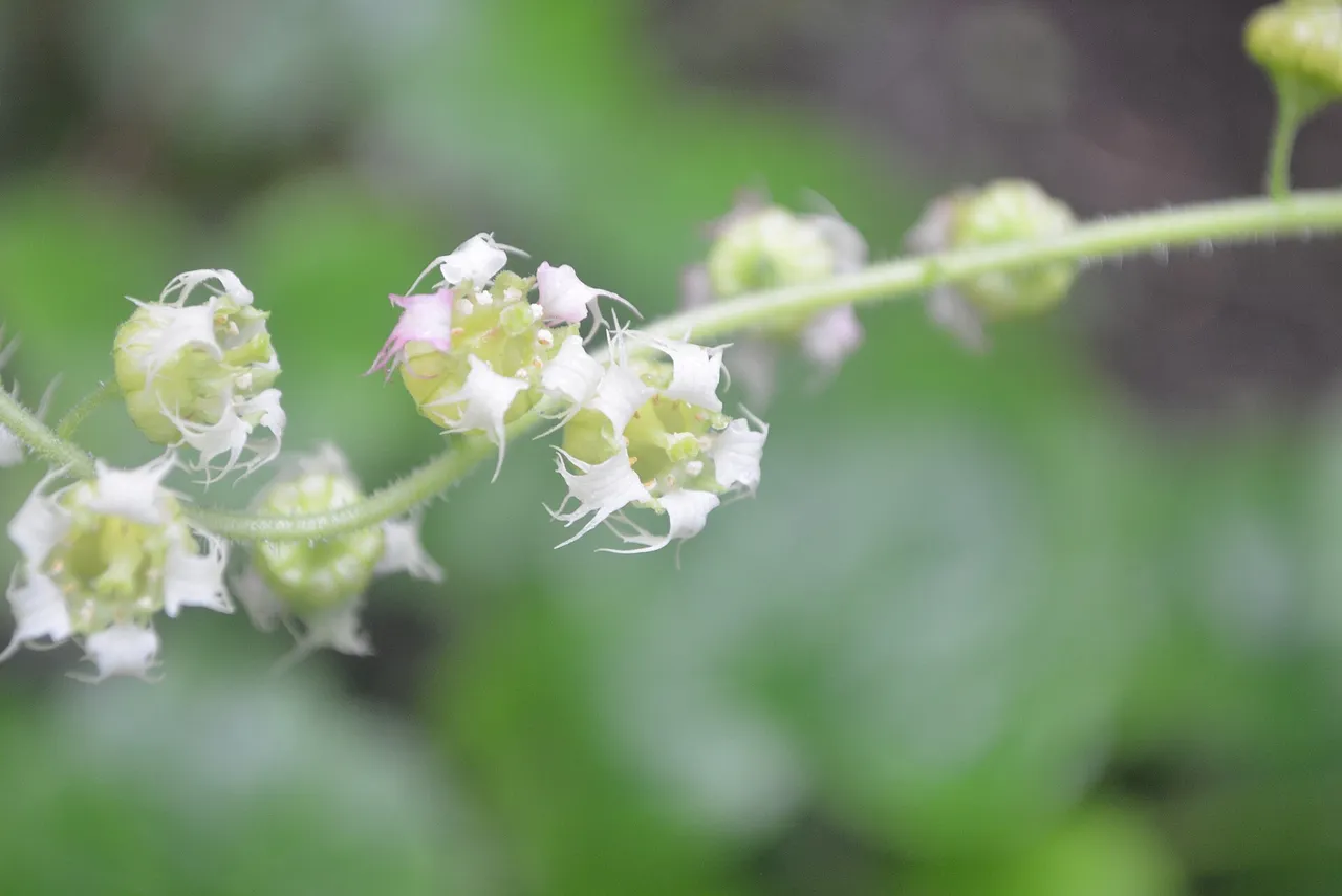 Fringe cups (Tellima grandiflora)