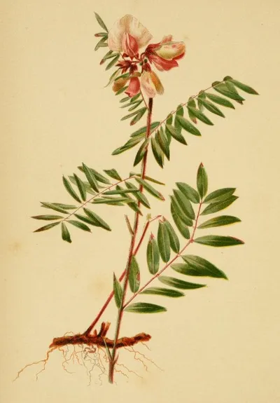 Goat's rue