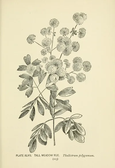 Tall meadow-rue