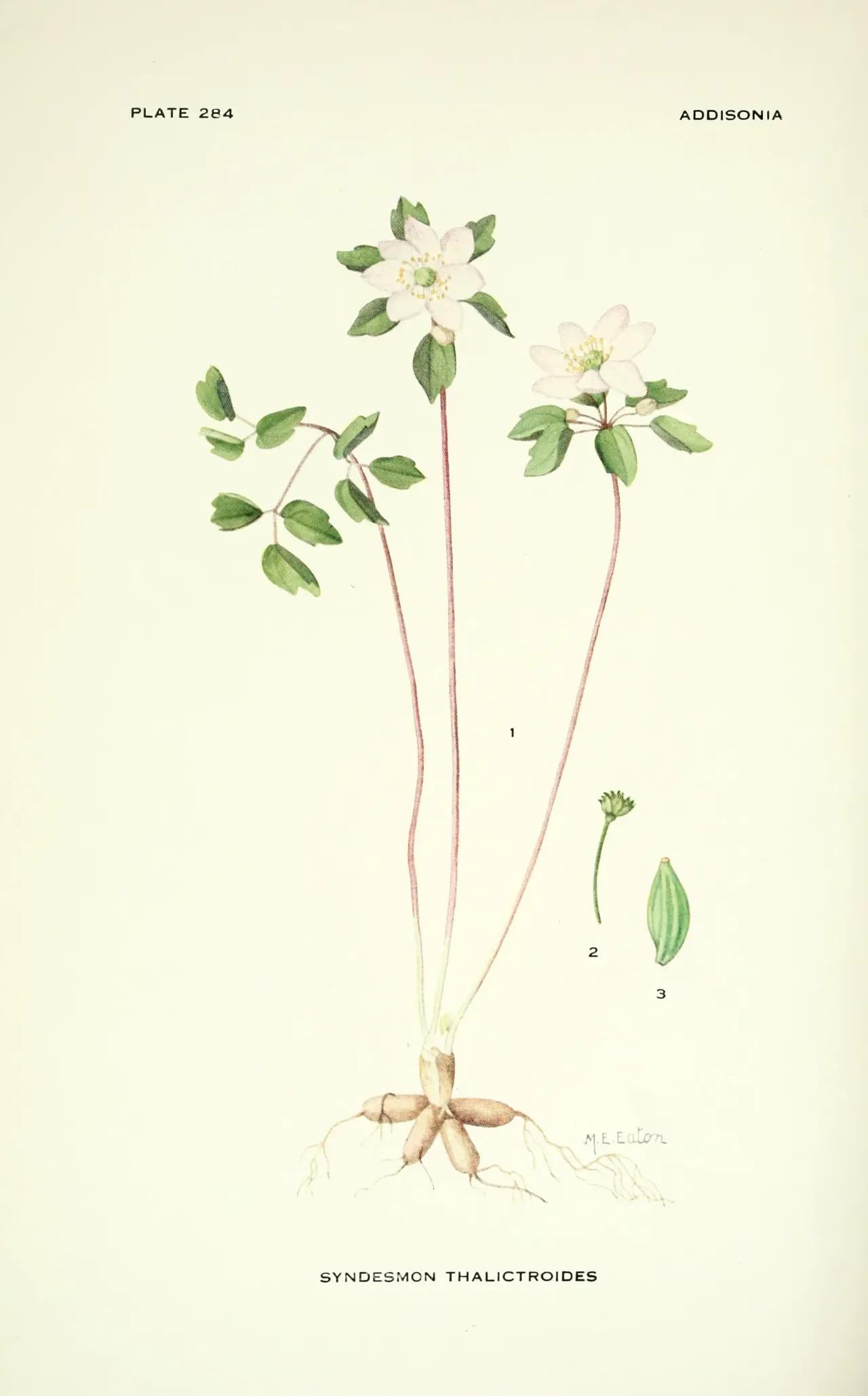 Rue anemone (Thalictrum thalictroides)