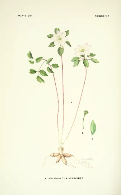 Rue anemone