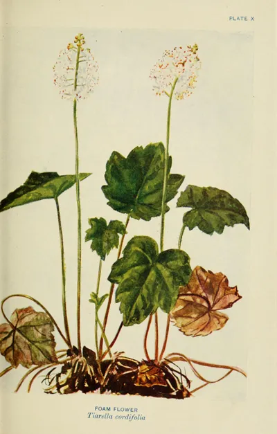 Heartleaf foamflower
