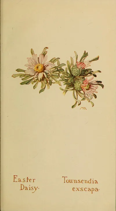 Easter daisy