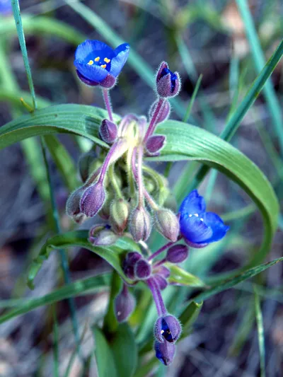Longbract Spiderwort