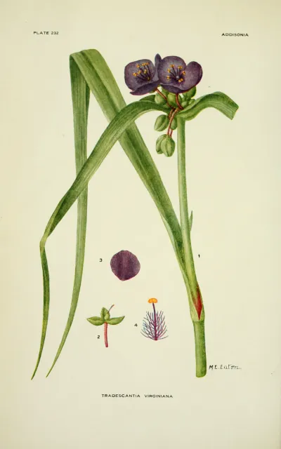 Virginia spiderwort
