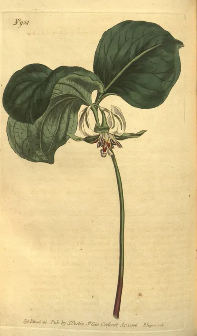 Nodding trillium