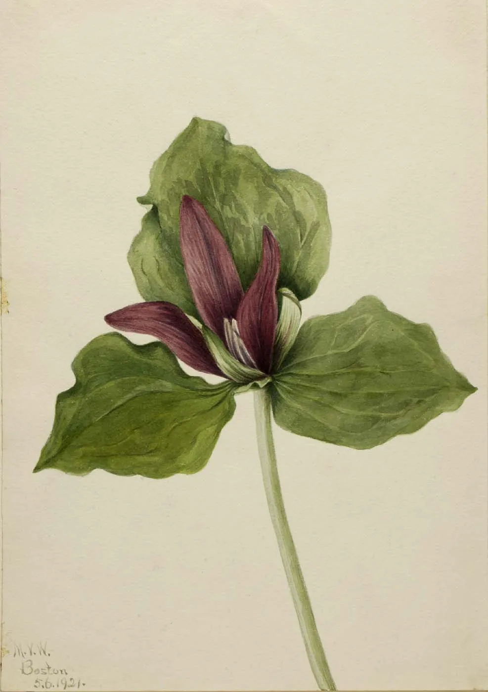 Giant wakerobin (Trillium chloropetalum)