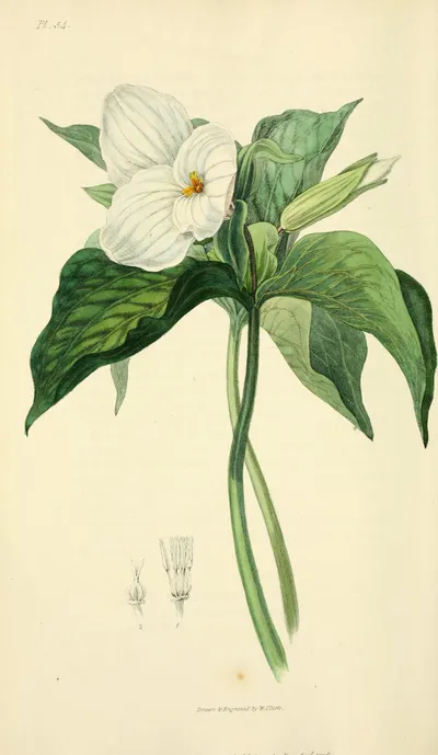 Large-flowered trillium
