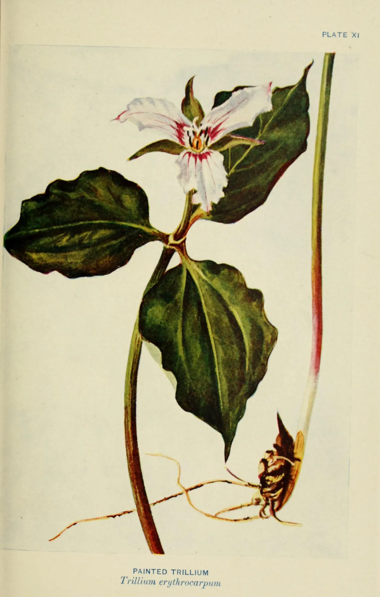 Painted trillium (Trillium undulatum)