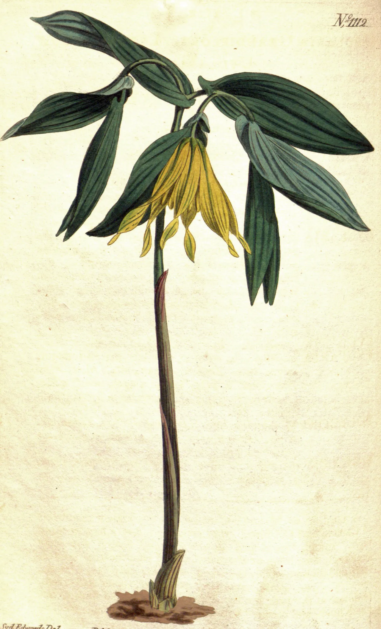Largeflower bellwort (Uvularia grandiflora)