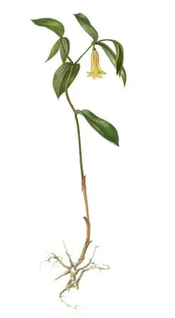 Sessile bellwort (Uvularia sessilifolia)