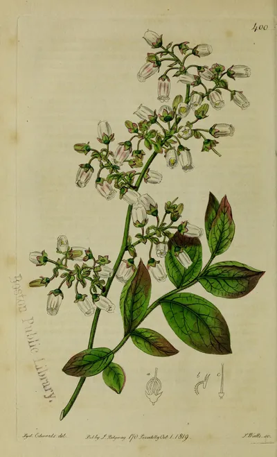 Northern highbush blueberry