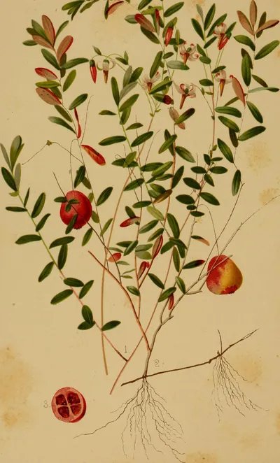 American Cranberry