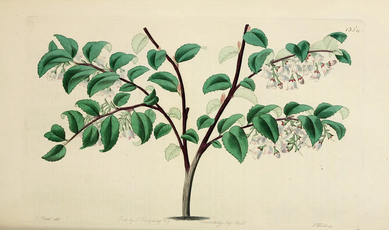Evergreen Huckleberry (Vaccinium ovatum)