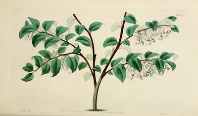 Evergreen Huckleberry