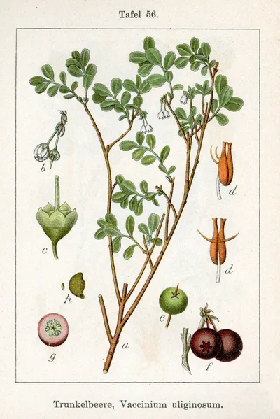 Bog bilberry