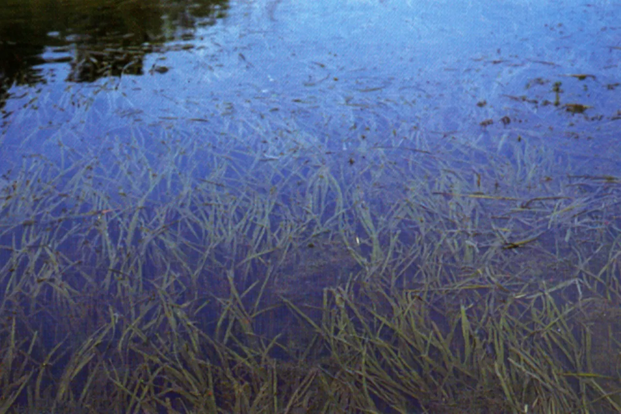 American eelgrass (Vallisneria americana)