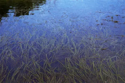 American eelgrass