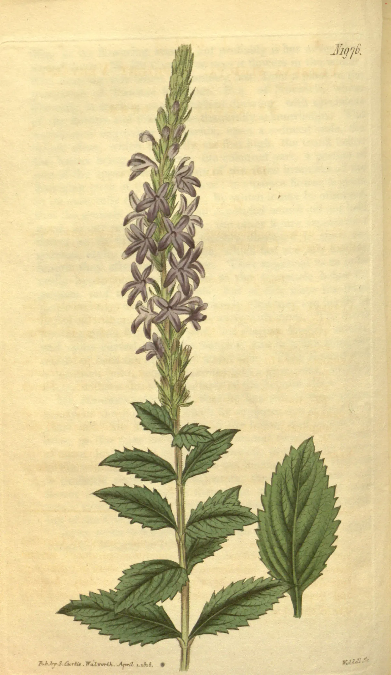 Hoary vervain (Verbena stricta)