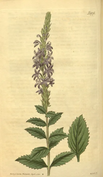 Hoary vervain