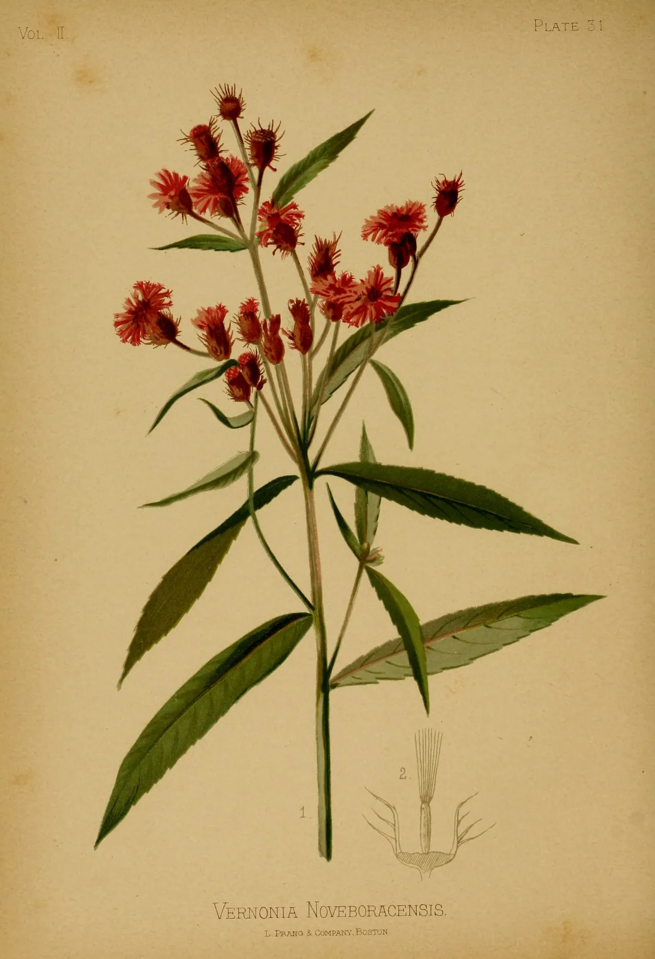 New York ironweed (Vernonia noveboracensis)
