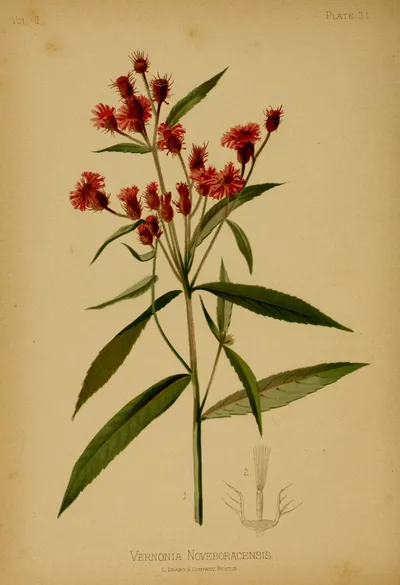 New York ironweed