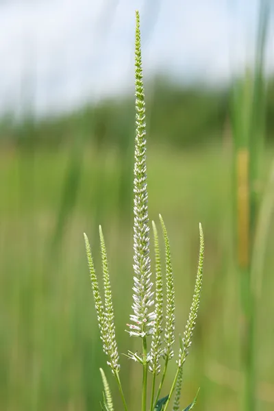 Culver's root