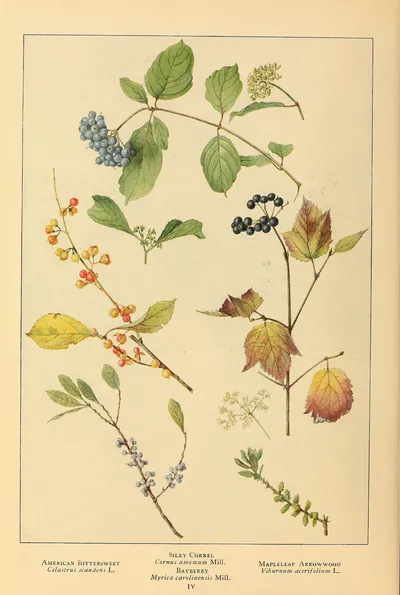 Mapleleaf viburnum