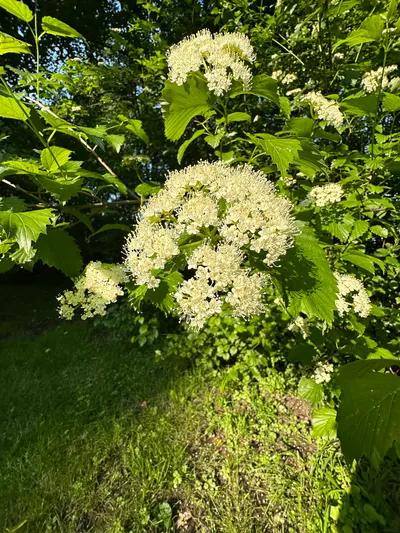 Southern arrowwood