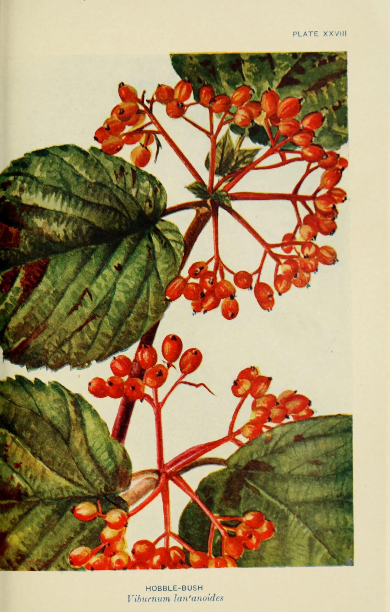 Hobblebush (Viburnum lantanoides)