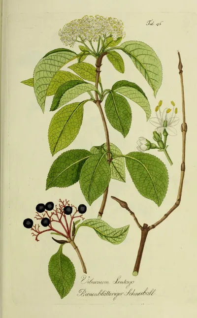 Nannyberry