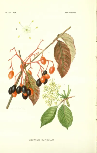 Rusty Blackhaw