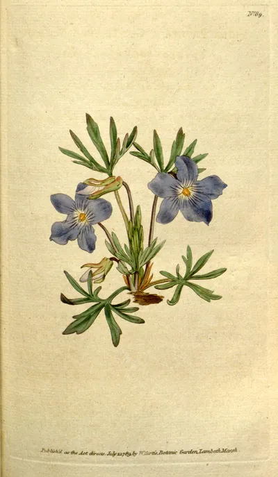 Bird's foot violet