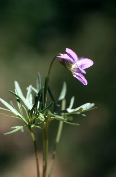 Prairie Violet