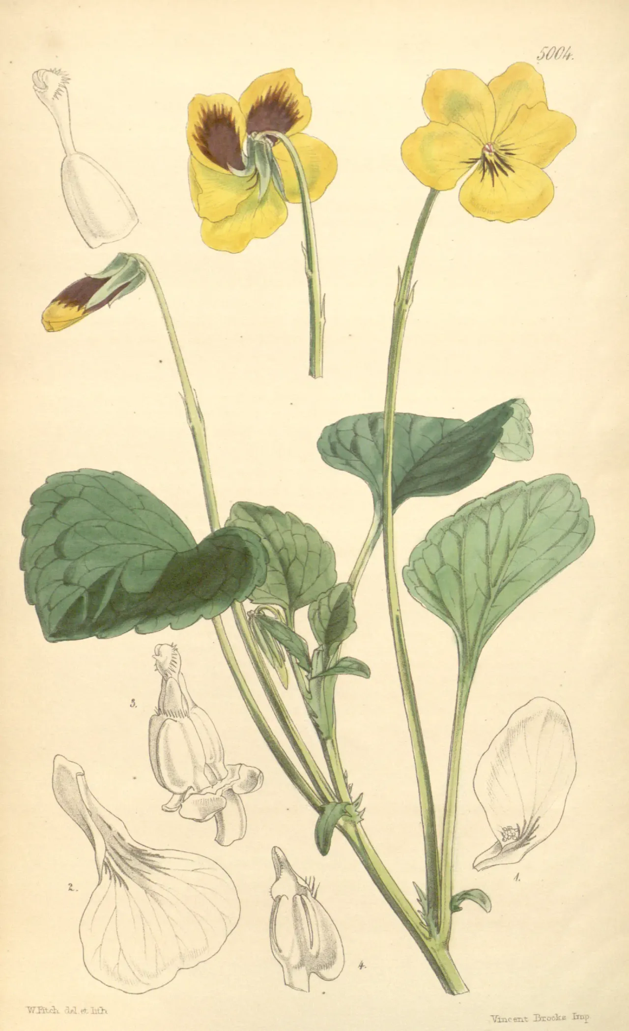 California Golden Violet (Viola pedunculata)