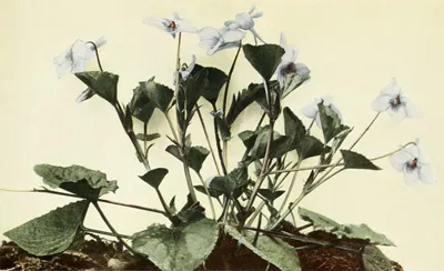 Long-spurred violet