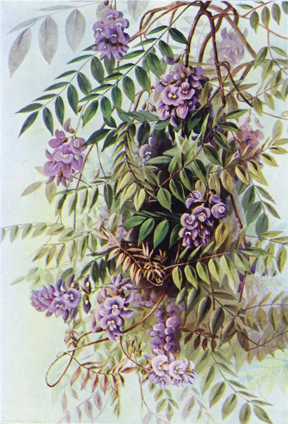 American wisteria (Wisteria frutescens)