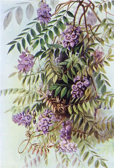 American wisteria