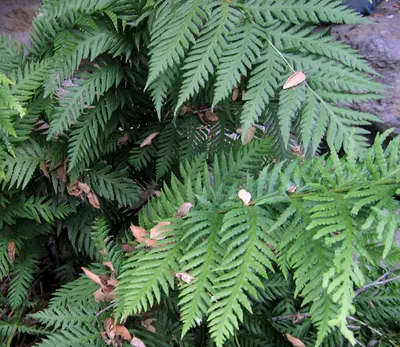 Giant chain fern