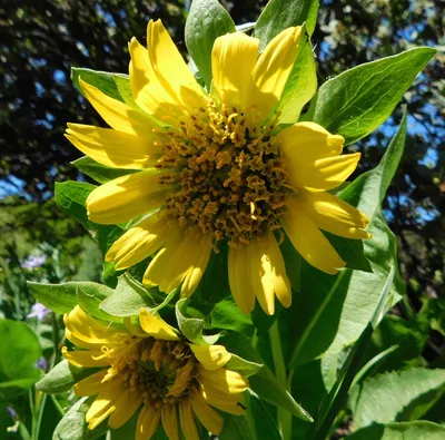 Narrowleaf mule-ears